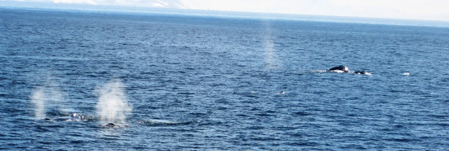 bultruggen, je ziet de wolkjes van hun uitademing